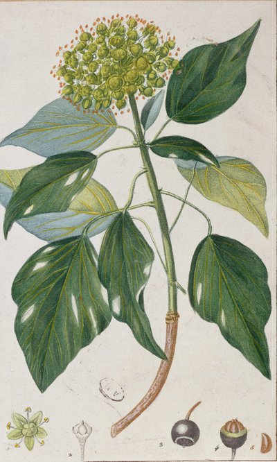 Kletternder Efeu, botanische Platte, ca. 1820 von Pierre Jean Francois Turpin